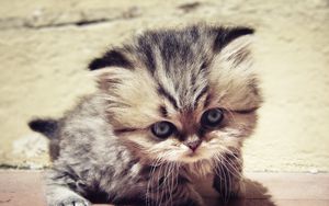 Preview wallpaper kitten, face, furry, look