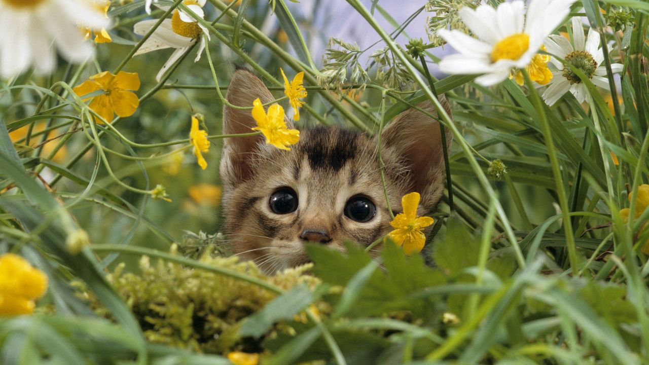 Wallpaper kitten, face, grass, flowers