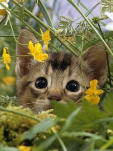 Preview wallpaper kitten, face, grass, flowers