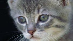 Preview wallpaper kitten, face, gray, fur