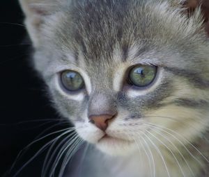 Preview wallpaper kitten, face, gray, fur