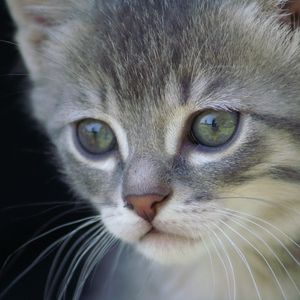 Preview wallpaper kitten, face, gray, fur