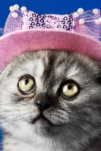 Preview wallpaper kitten, face, hat, eyes, beautiful