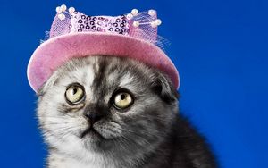 Preview wallpaper kitten, face, hat, eyes, beautiful