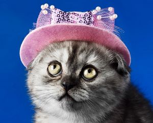 Preview wallpaper kitten, face, hat, eyes, beautiful