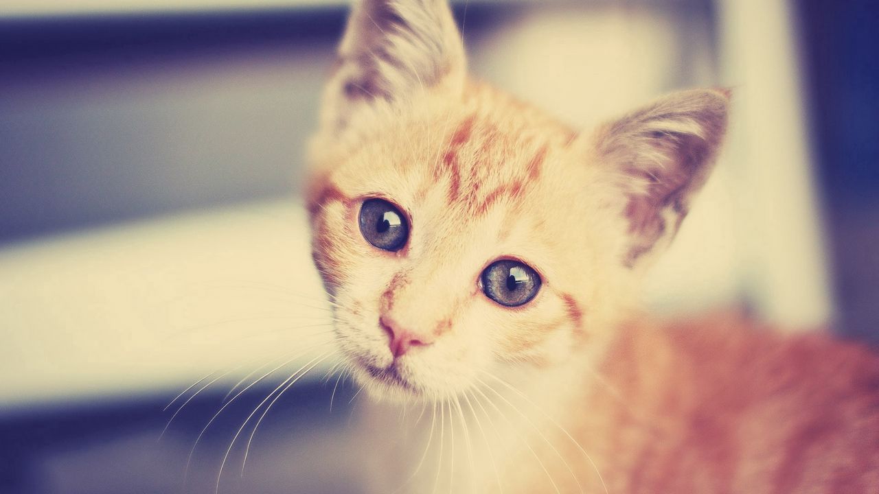 Wallpaper kitten, face, interest, striped