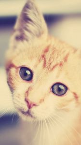 Preview wallpaper kitten, face, interest, striped