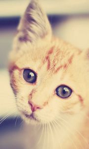 Preview wallpaper kitten, face, interest, striped