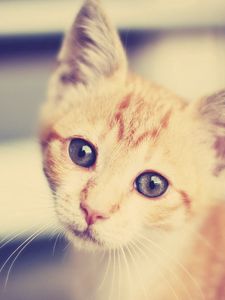 Preview wallpaper kitten, face, interest, striped