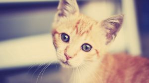 Preview wallpaper kitten, face, interest, striped