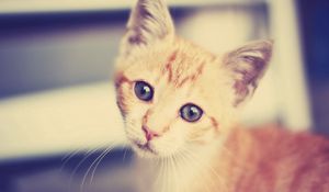 Preview wallpaper kitten, face, interest, striped