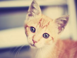 Preview wallpaper kitten, face, interest, striped