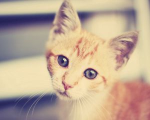 Preview wallpaper kitten, face, interest, striped