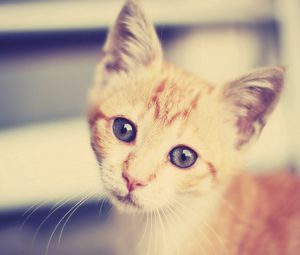 Preview wallpaper kitten, face, interest, striped