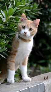 Preview wallpaper kitten, face, leaves, grass, dog collar