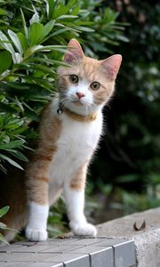 Preview wallpaper kitten, face, leaves, grass, dog collar