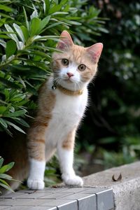 Preview wallpaper kitten, face, leaves, grass, dog collar