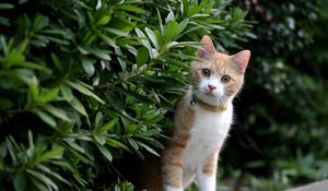 Preview wallpaper kitten, face, leaves, grass, dog collar