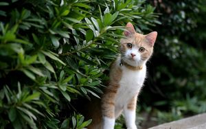 Preview wallpaper kitten, face, leaves, grass, dog collar