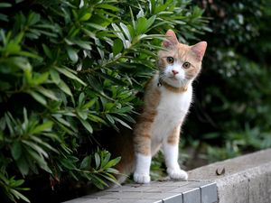 Preview wallpaper kitten, face, leaves, grass, dog collar