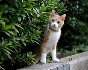 Preview wallpaper kitten, face, leaves, grass, dog collar