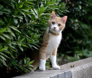 Preview wallpaper kitten, face, leaves, grass, dog collar