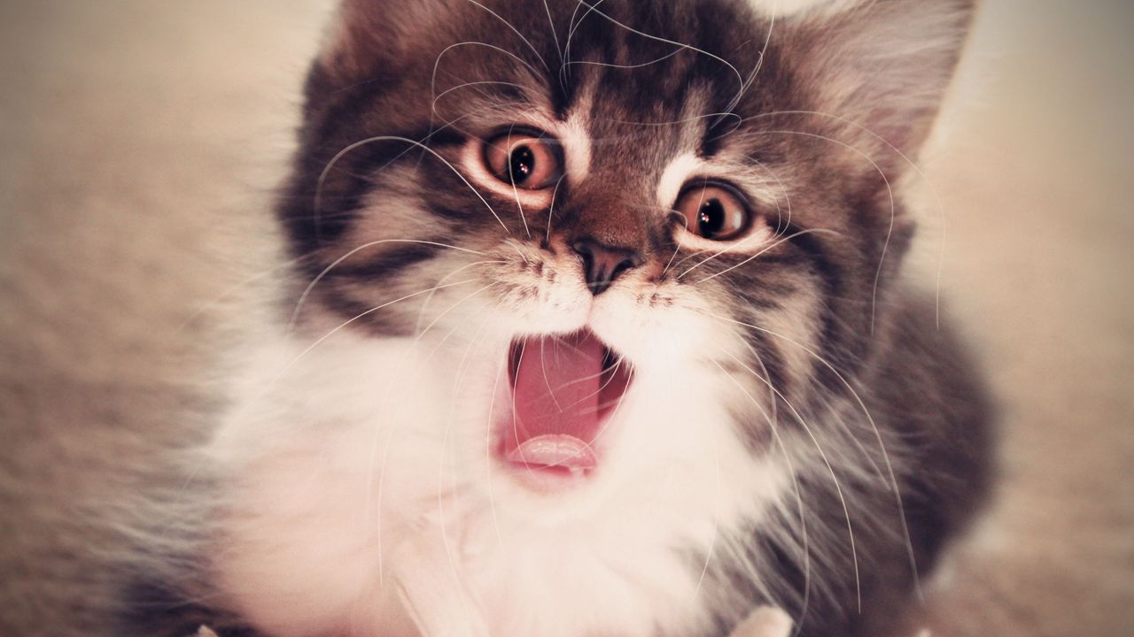 Wallpaper kitten, face, mouth open, fluffy
