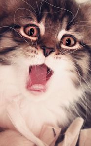 Preview wallpaper kitten, face, mouth open, fluffy