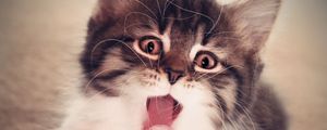 Preview wallpaper kitten, face, mouth open, fluffy