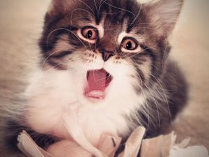 Preview wallpaper kitten, face, mouth open, fluffy