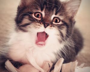 Preview wallpaper kitten, face, mouth open, fluffy