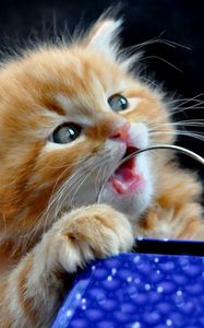 Preview wallpaper kitten, face, playful, toy