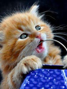 Preview wallpaper kitten, face, playful, toy