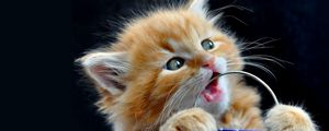 Preview wallpaper kitten, face, playful, toy