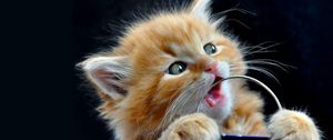 Preview wallpaper kitten, face, playful, toy