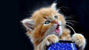 Preview wallpaper kitten, face, playful, toy