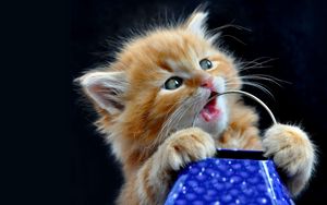 Preview wallpaper kitten, face, playful, toy