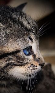 Preview wallpaper kitten, face, shadow, striped, blue-eyed