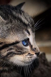 Preview wallpaper kitten, face, shadow, striped, blue-eyed