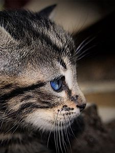 Preview wallpaper kitten, face, shadow, striped, blue-eyed