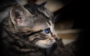 Preview wallpaper kitten, face, shadow, striped, blue-eyed