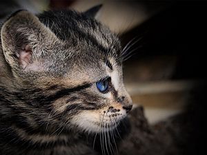 Preview wallpaper kitten, face, shadow, striped, blue-eyed