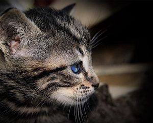 Preview wallpaper kitten, face, shadow, striped, blue-eyed