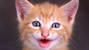 Preview wallpaper kitten, face, shouting, red