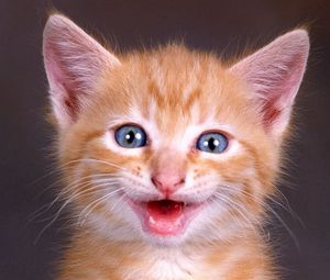 Preview wallpaper kitten, face, shouting, red