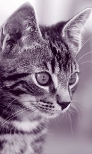 Preview wallpaper kitten, face, striped, look