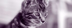 Preview wallpaper kitten, face, striped, look