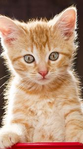 Preview wallpaper kitten, face, striped, think, fear