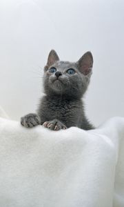 Preview wallpaper kitten, face, towel