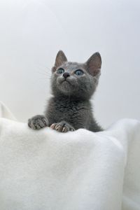 Preview wallpaper kitten, face, towel